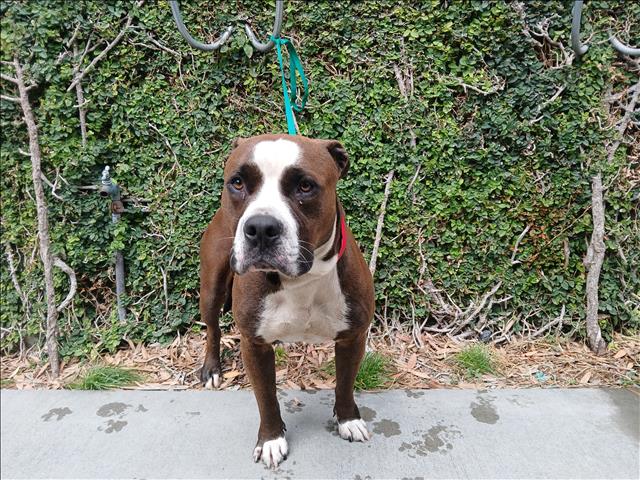 Shelter Stray Male Dog last seen , 1850 W 60th St, Los Angeles, CA 90047, USA