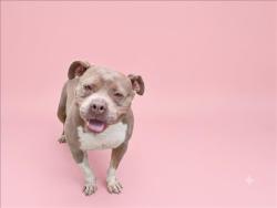 Shelter Stray Female Dog last seen , 1850 W 60th St, Los Angeles, CA 90047, USA