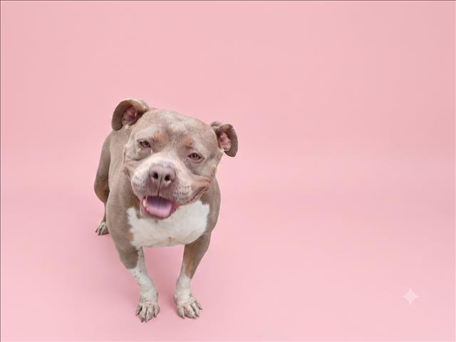 Shelter Stray Female Dog last seen , 1850 W 60th St, Los Angeles, CA 90047, USA