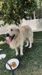 Found/Stray Male Dog last seen Stanislaus Fairgrounds, Turlock, CA 95380