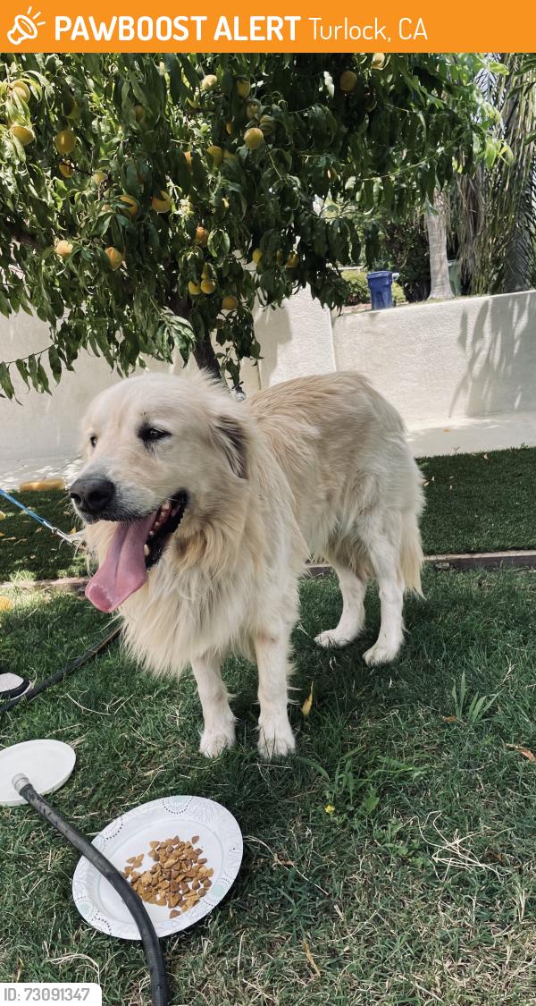 Found/Stray Male Dog last seen Stanislaus Fairgrounds, Turlock, CA 95380