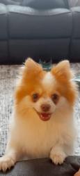 Lost Female Dog last seen Near se kane dr apt 30, Gresham, OR 97080