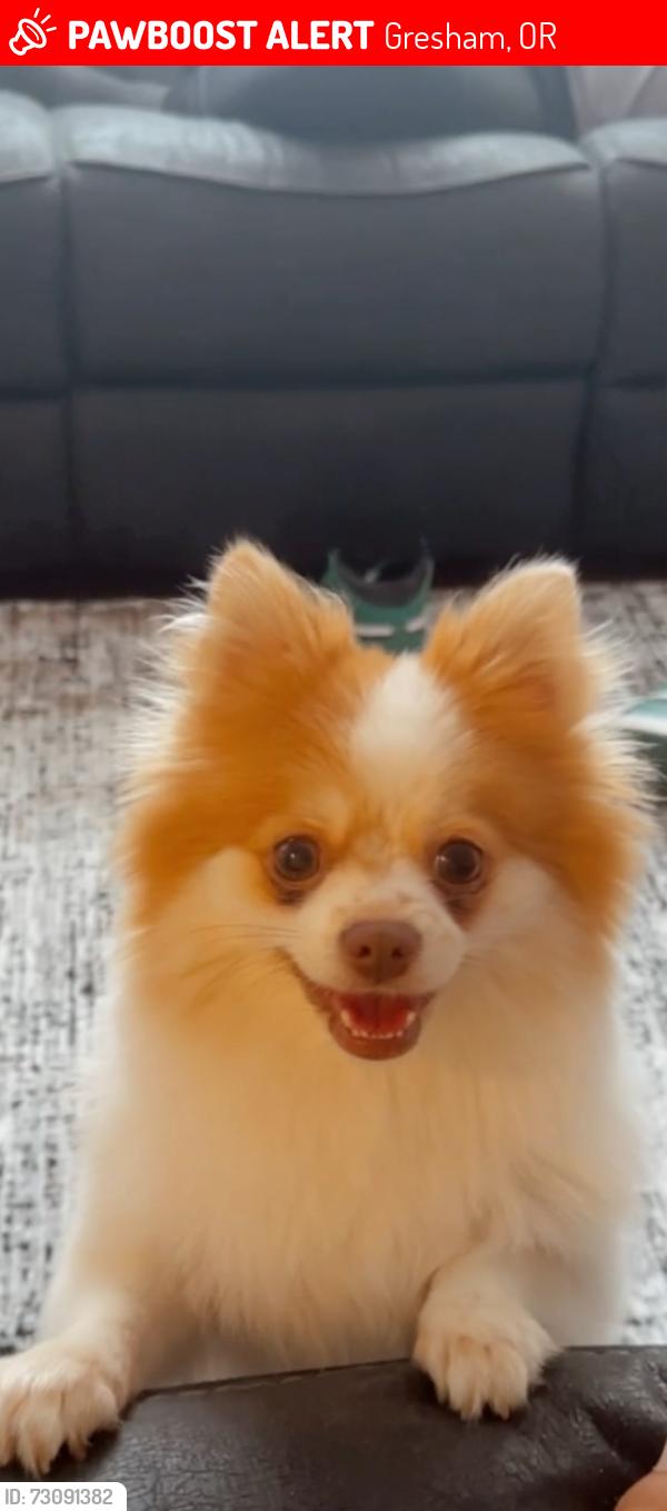 Lost Female Dog last seen Near se kane dr apt 30, Gresham, OR 97080