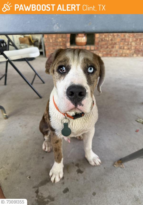 Found/Stray Male Dog last seen Near Clint Cut-Off Rd, Clint, TX 79836, Clint, TX 79836