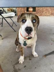 Found/Stray Male Dog last seen Near Clint Cut-Off Rd, Clint, TX 79836, Clint, TX 79836