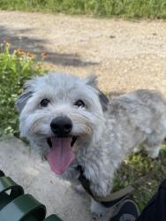Lost Male Dog last seen Par 7 frisbee golf course, Austin, TX 78748