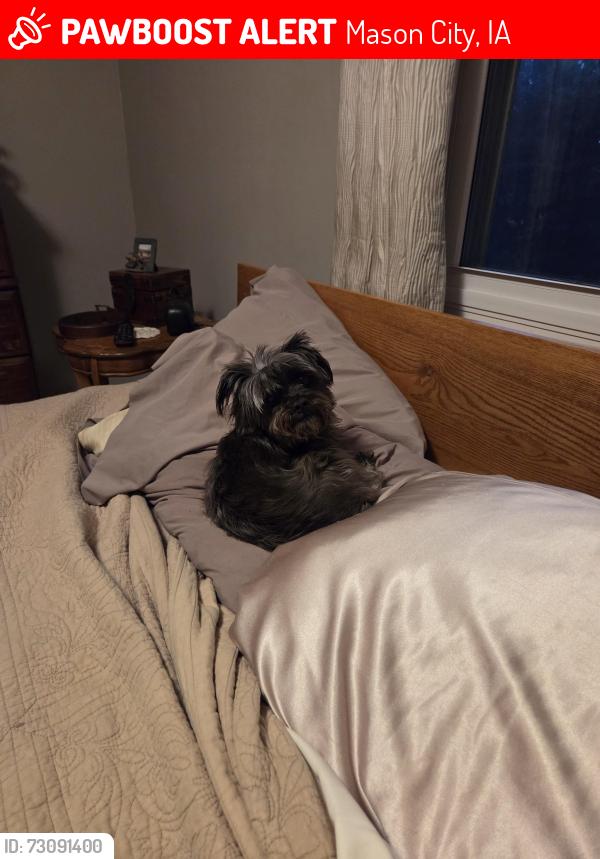 Lost Female Dog last seen B20, Mason City, IA 50401