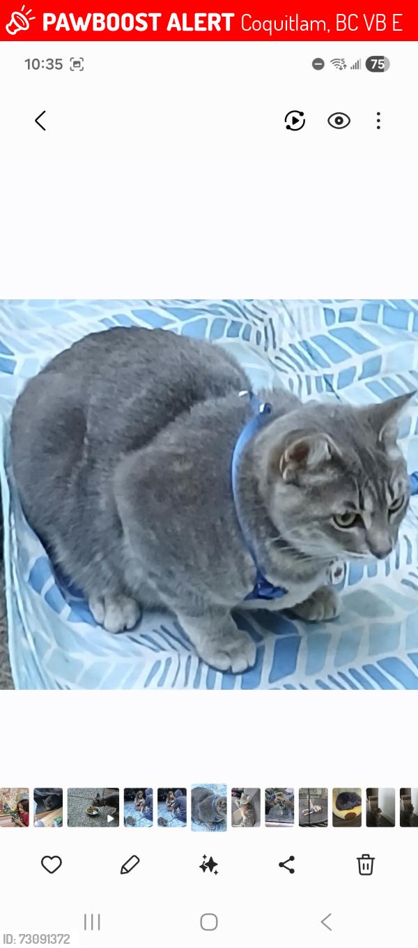 Lost Female Cat last seen Near inlet street, coquitlam, Coquitlam, BC V3B 6E4
