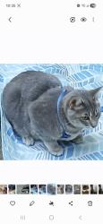 Lost Female Cat last seen Near inlet street, coquitlam, Coquitlam, BC V3B 6E4