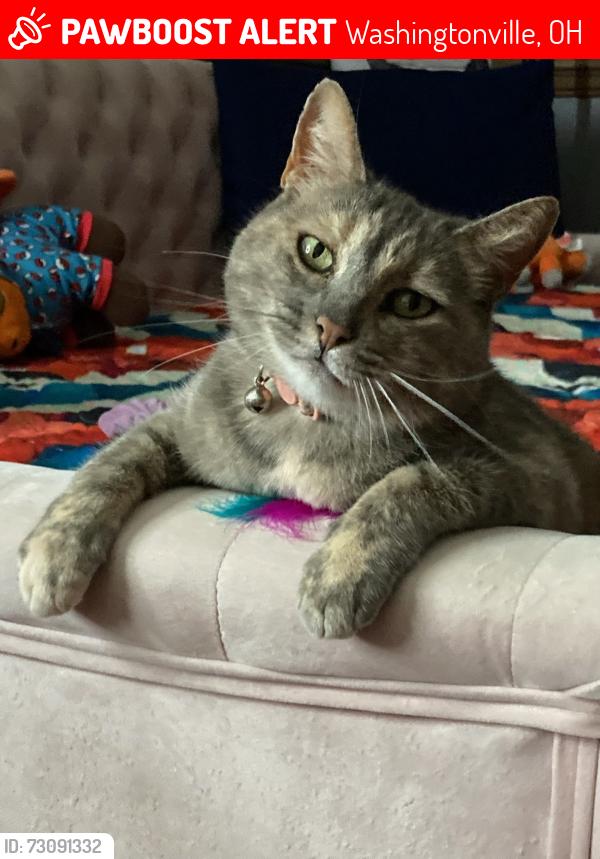 Lost Female Cat last seen West Main street Washingtonville Ohio, Washingtonville, OH 44490