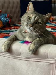 Lost Female Cat last seen West Main street Washingtonville Ohio, Washingtonville, OH 44490