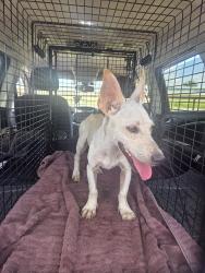 Found/Stray Unknown Dog last seen Frontage Road Willacy County, Willacy County, TX 78580