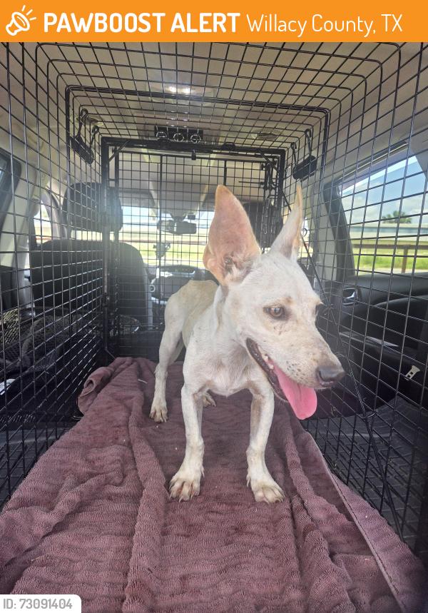 Found/Stray Unknown Dog last seen Frontage Road Willacy County, Willacy County, TX 78580