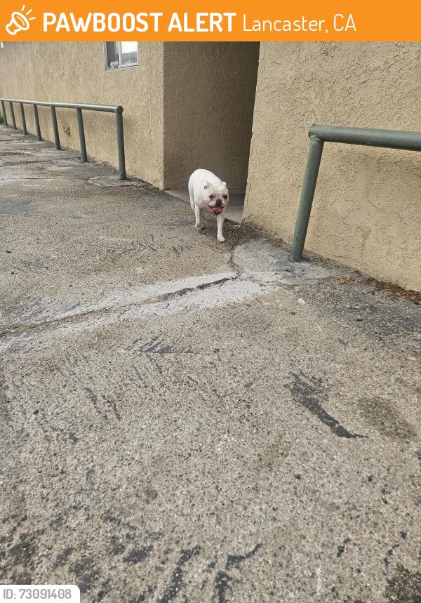 Found/Stray Female Dog last seen Lancaster cemetery, Lancaster, CA 93536