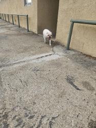 Found/Stray Female Dog last seen Lancaster cemetery, Lancaster, CA 93536