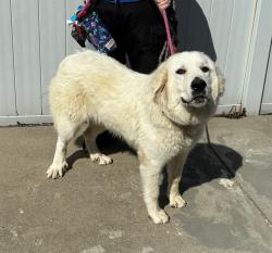 Shelter Stray Female Dog last seen Near BLOCK PENNACOOK RD, 3528 Newburg Rd, Louisville, KY 40218, USA