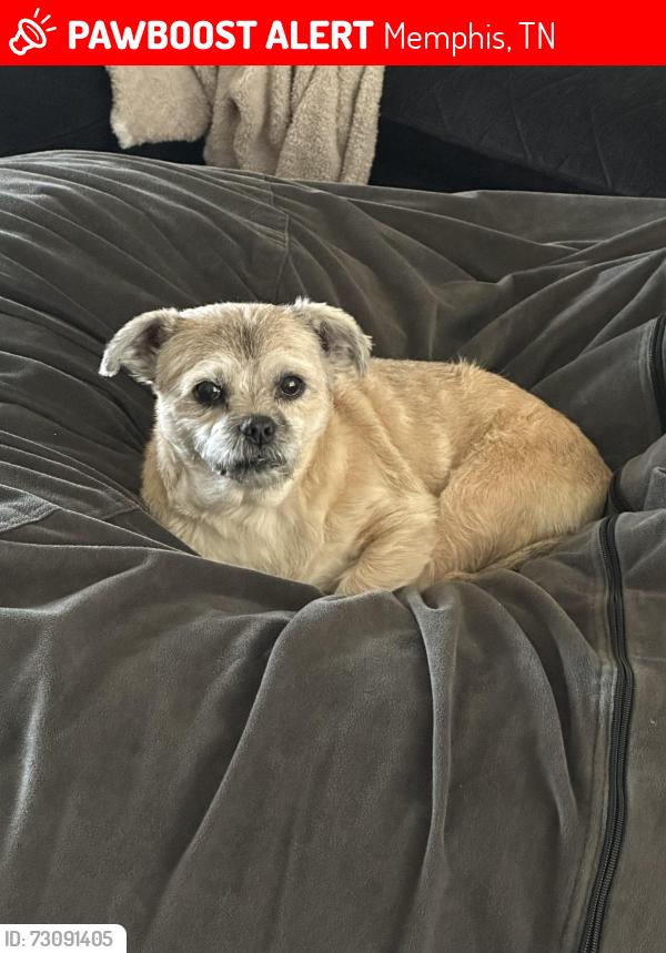 Lost Female Dog last seen Bellehurst and country glade, Memphis, TN 38016
