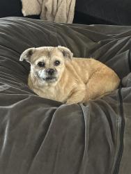 Lost Female Dog last seen Bellehurst and country glade, Memphis, TN 38016