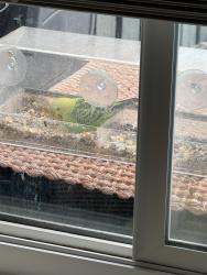Found/Stray Unknown Bird last seen Washington, San Francisco, CA 94129