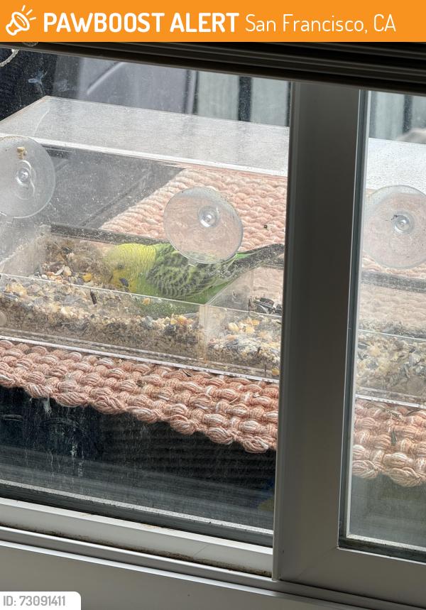 Found/Stray Unknown Bird last seen Washington, San Francisco, CA 94129
