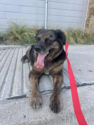 Found/Stray Unknown Dog last seen E Rendon Crowley Rd, Burleson, TX 76028
