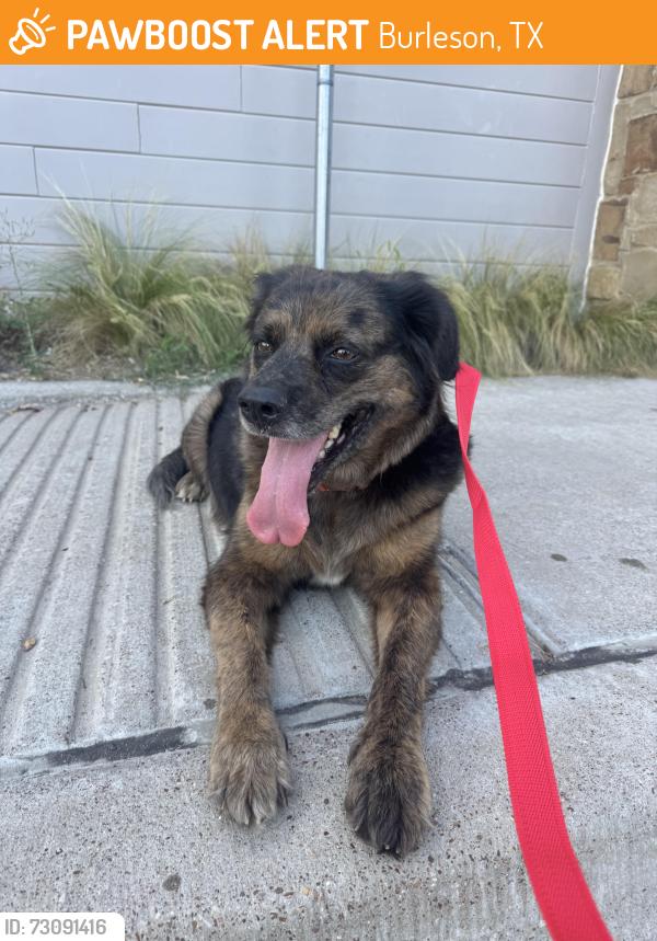 Found/Stray Unknown Dog last seen E Rendon Crowley Rd, Burleson, TX 76028