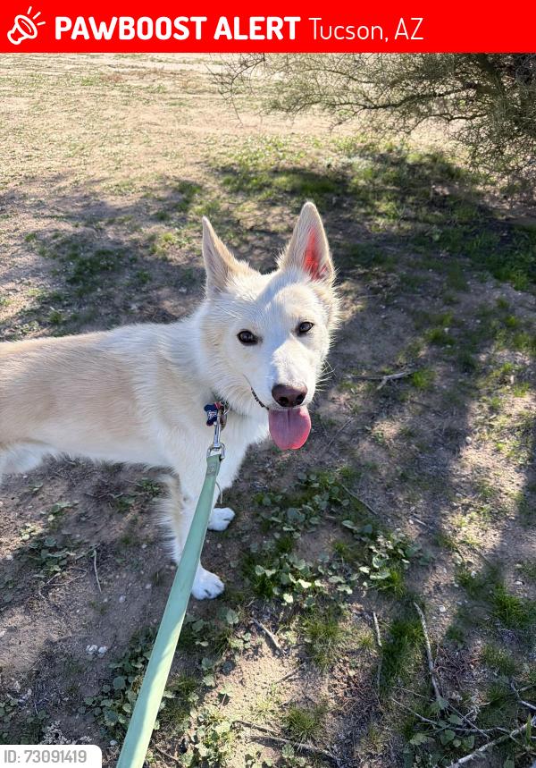 Lost Male Dog last seen Irvington & Campbell, Tucson, AZ 85714