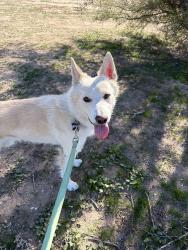 Lost Male Dog last seen Irvington & Campbell, Tucson, AZ 85714