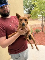 Found/Stray Female Dog last seen M4 and 60th West, Lancaster, CA 93536