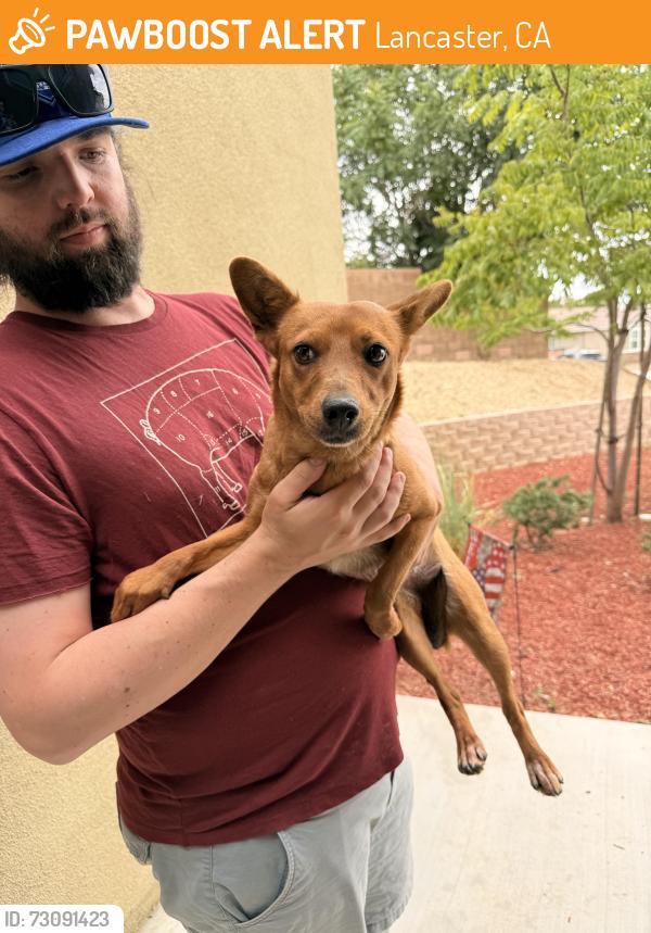 Found/Stray Female Dog last seen M4 and 60th West, Lancaster, CA 93536