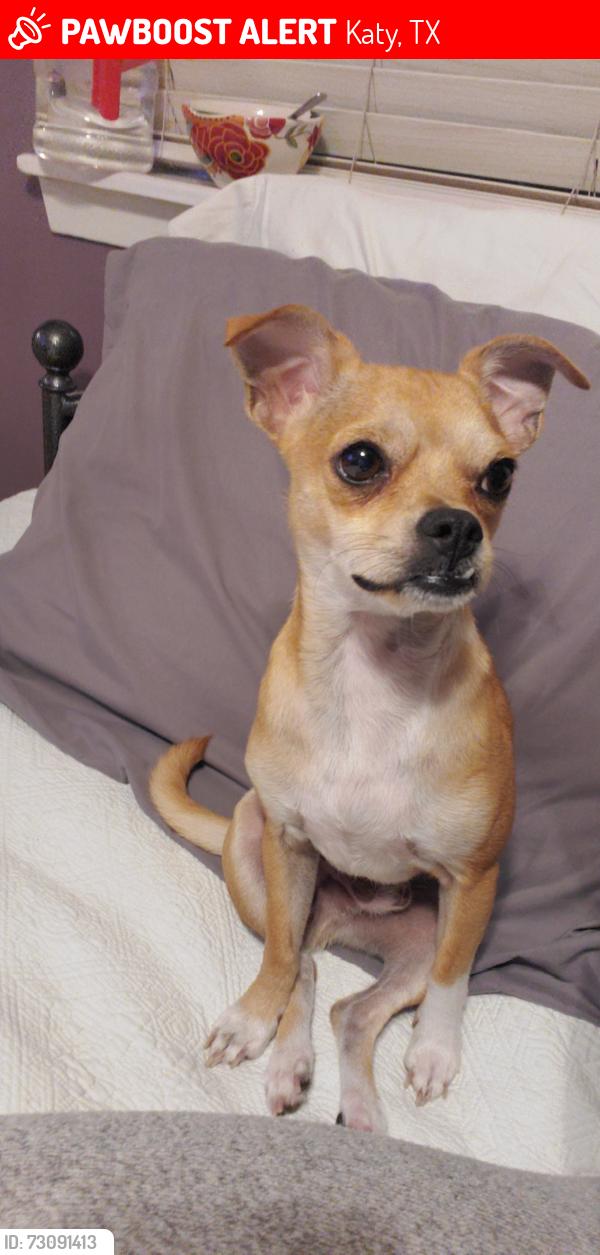 Lost Male Dog last seen Cresent Creek and Rainbow Creek, Katy, TX 77449