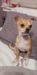 Lost Male Dog last seen Cresent Creek and Rainbow Creek, Katy, TX 77449
