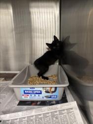 Shelter Stray Unknown Cat last seen IMPACT ACADEMY, 16 Barnes Ct, Hayward, CA 94544, USA