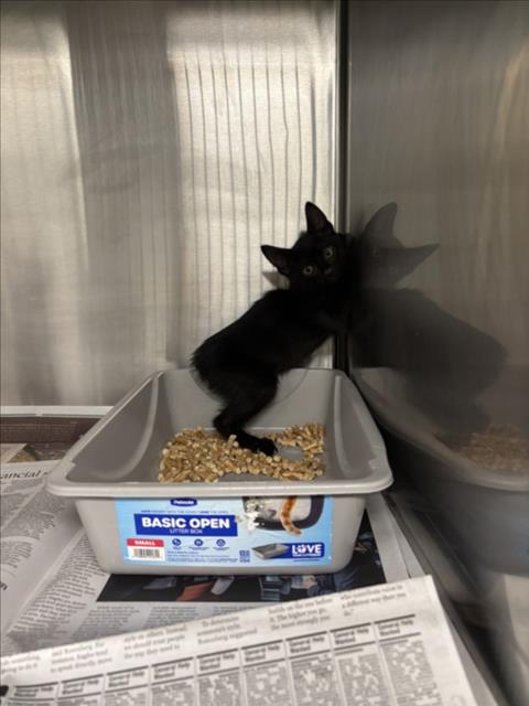 Shelter Stray Unknown Cat last seen IMPACT ACADEMY, 16 Barnes Ct, Hayward, CA 94544, USA