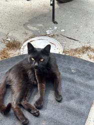 Lost Female Cat last seen Behind the backyard of that hse maybe around the neighborhood, Bladensburg, MD 20710