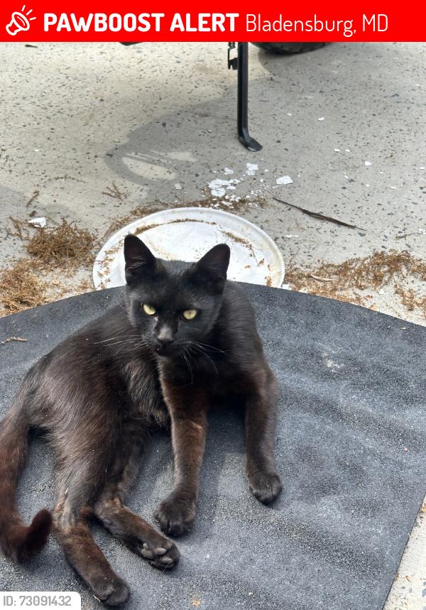 Lost Female Cat last seen Behind the backyard of that hse maybe around the neighborhood, Bladensburg, MD 20710