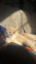 Reunited Male Cat last seen Sand lake rd, Forest City, FL 32703