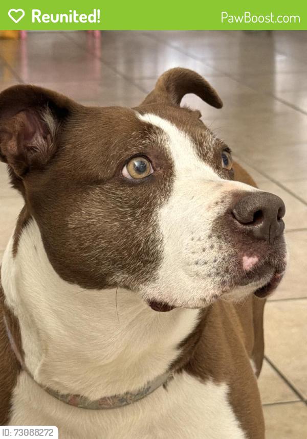Reunited Female Dog last seen Pine Track Pass, Silver Springs Shores, FL 34472, USA, Silver Springs Shores, FL 34472