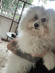 Found/Stray Unknown Dog last seen Iowa st and Tower Road, Aurora, CO 80017