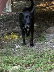 Found/Stray Female Dog last seen Patton Blvd, San Antonio, TX 78226