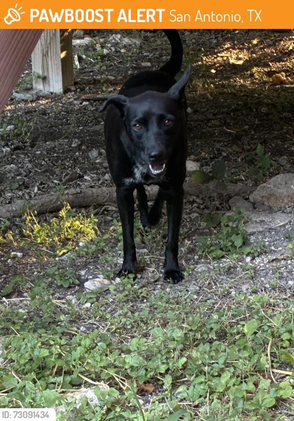 Found/Stray Female Dog last seen Patton Blvd, San Antonio, TX 78226