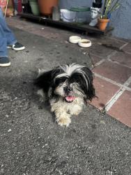Found/Stray Male Dog last seen Clara and Walker, Cudahy, CA 90201