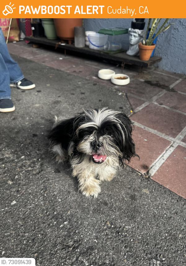 Found/Stray Male Dog last seen Clara and Walker, Cudahy, CA 90201