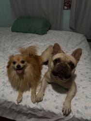 Lost Male Dog last seen Near azores ave, Los Angeles, CA 91342