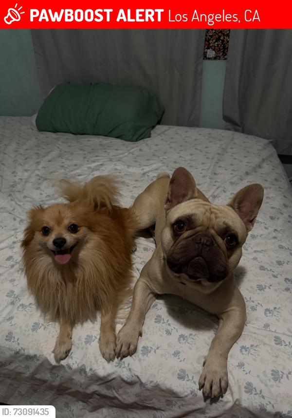 Lost Male Dog last seen Near azores ave, Los Angeles, CA 91342
