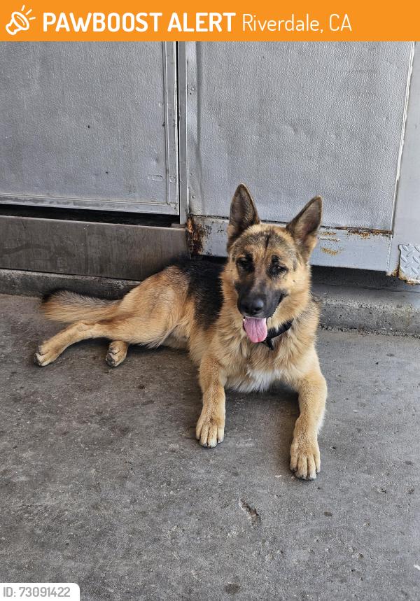 Found/Stray Unknown Dog last seen Unknown, Riverdale, CA 93656
