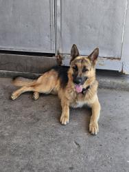 Found/Stray Unknown Dog last seen Unknown, Riverdale, CA 93656