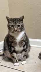 Lost Male Cat last seen Country way, Crawfordville, FL 32327