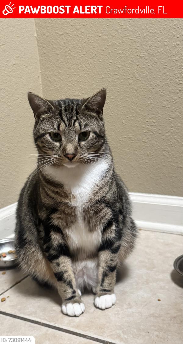 Lost Male Cat last seen Country way, Crawfordville, FL 32327