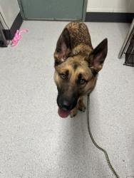 Shelter Stray Male Dog last seen Diamond park, Oakland, , 1101 29th Ave, Oakland, CA 94601, USA